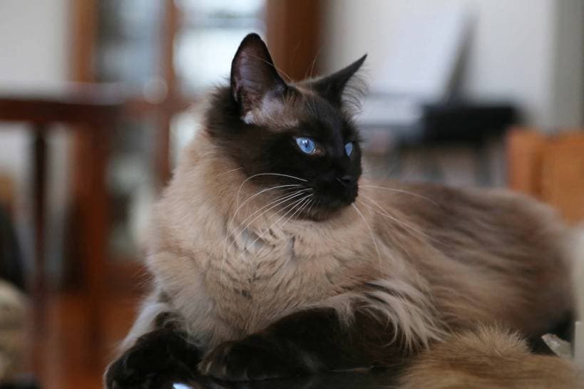 Balinese cat