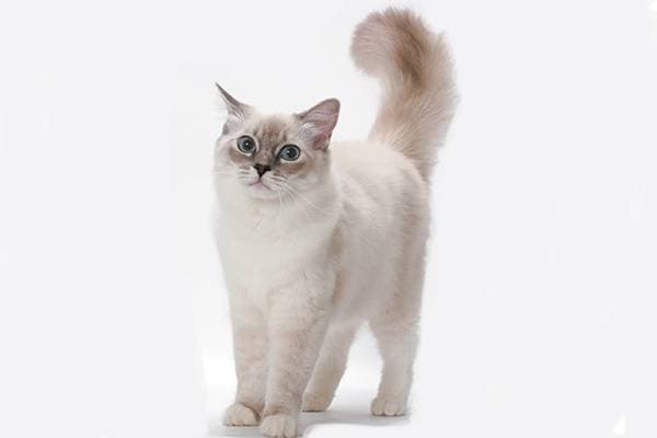 What breed of cats suits your kind?