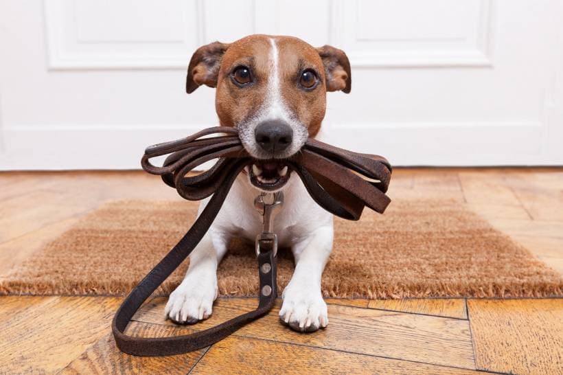 A leash and a collar