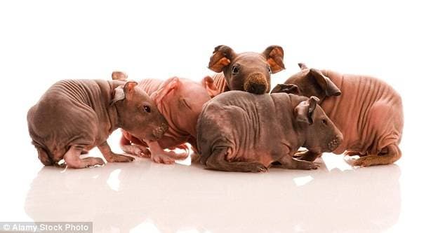 7 pros and 7 cons of buying bald sphynx rat