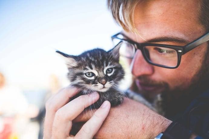 A few advices how to take care of a kitten