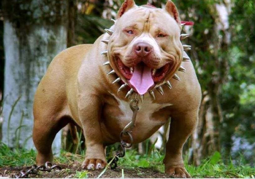 Top 5 Banned Dog Breeds