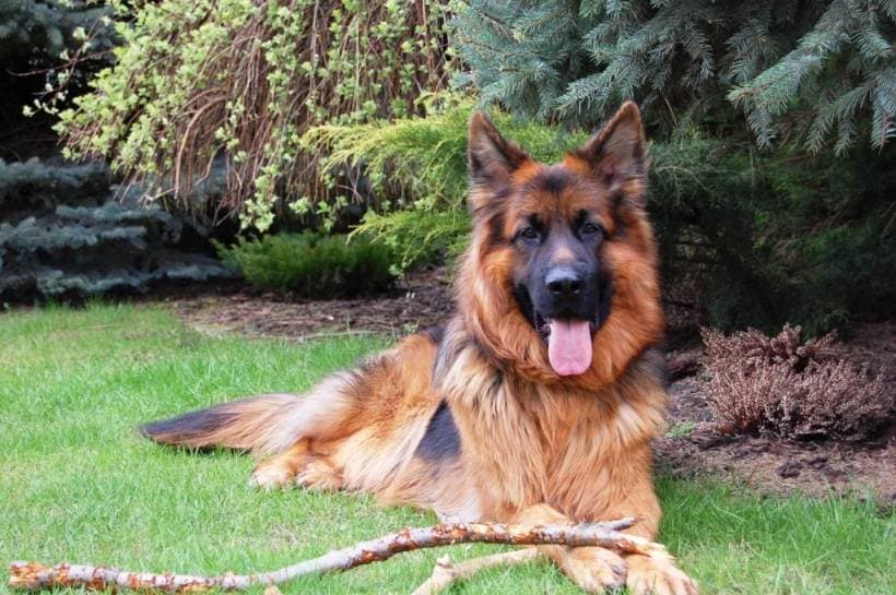 German Shepherd