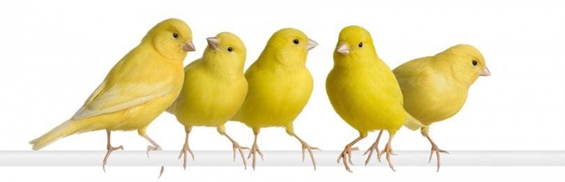 Canaries