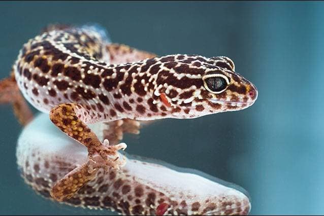 Reptiles' diseases