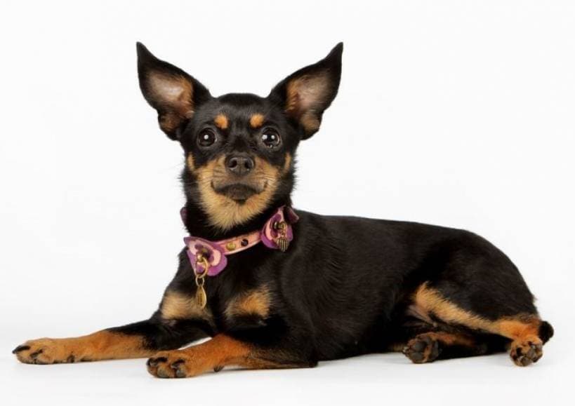 Features miniature dogs