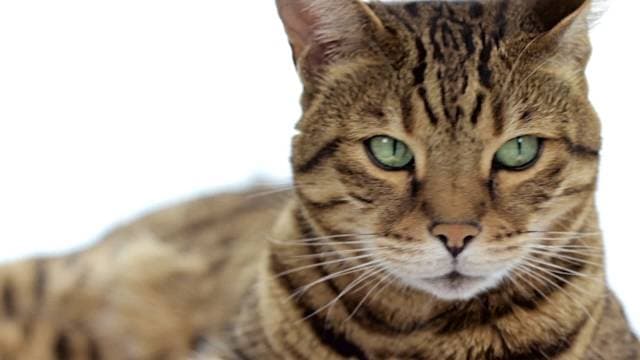 How to choose a partner for your purebred cat