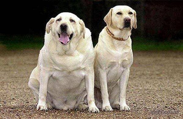 Overweight dogs: good or bad