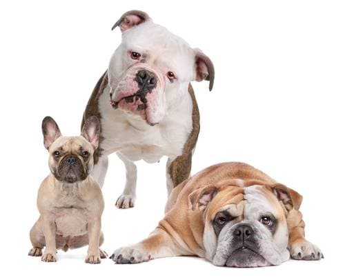 American, English and French bulldogs. Breeds' pecularities