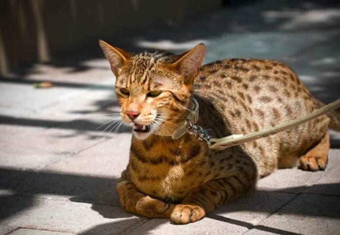 Rare and Oriental breeds of cats