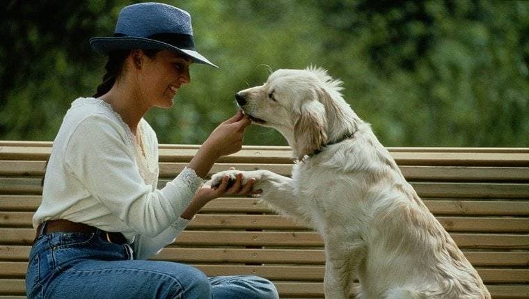 Methods of teaching a puppy