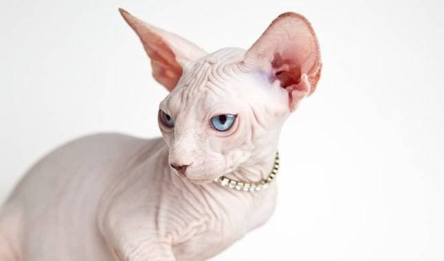 Sphynxes – almost hairless cats