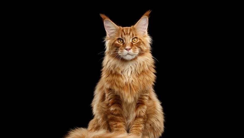 Ultimate Guide to Finding Your Perfect Maine Coon Cat Kitten for Sale