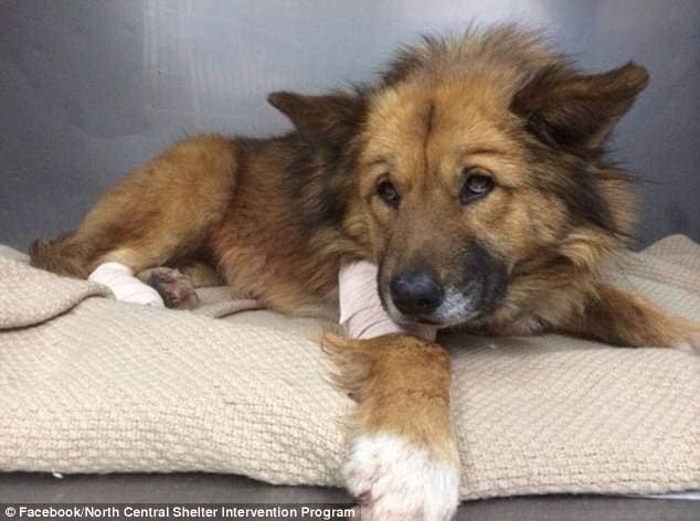 Dog's cowardice: causes, methods of controlling, fear