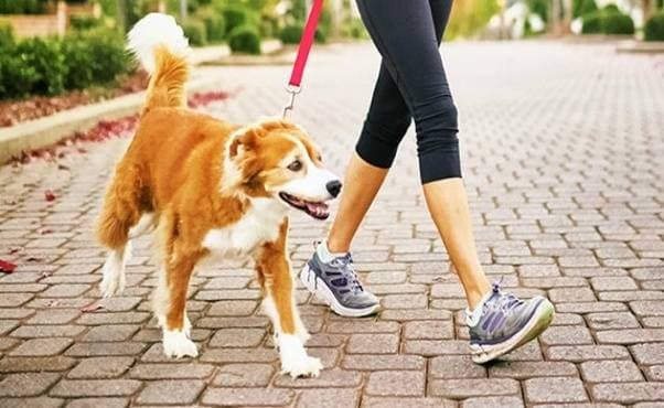 How to walk the dog