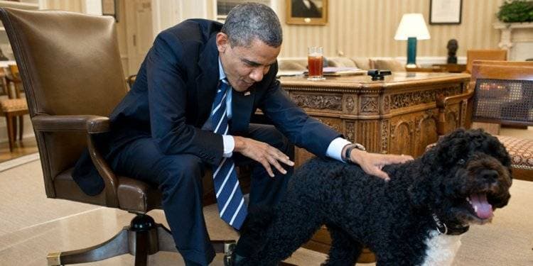 Dogs U.S. presidents