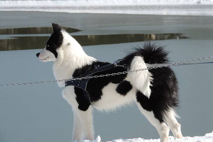 Laika