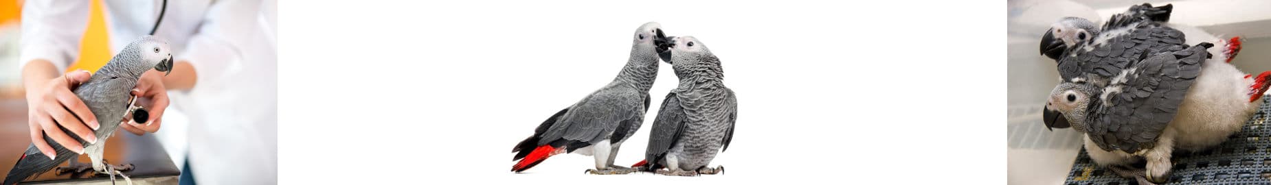 African Grey Parrot Breeding Tips
