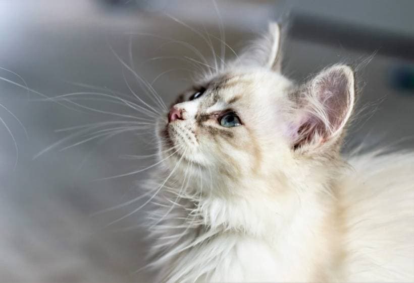 Cat therapy - treatment that involves cats