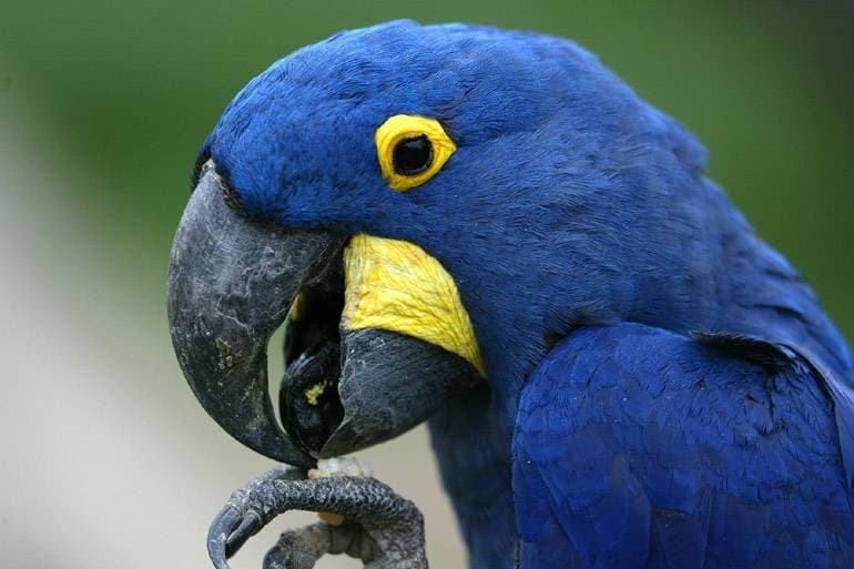 Proper diet for Gold Parrot Macaw
