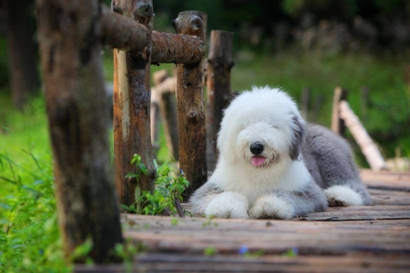 Three types of dog's bone diseases
