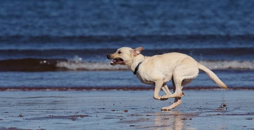 Run with the dog