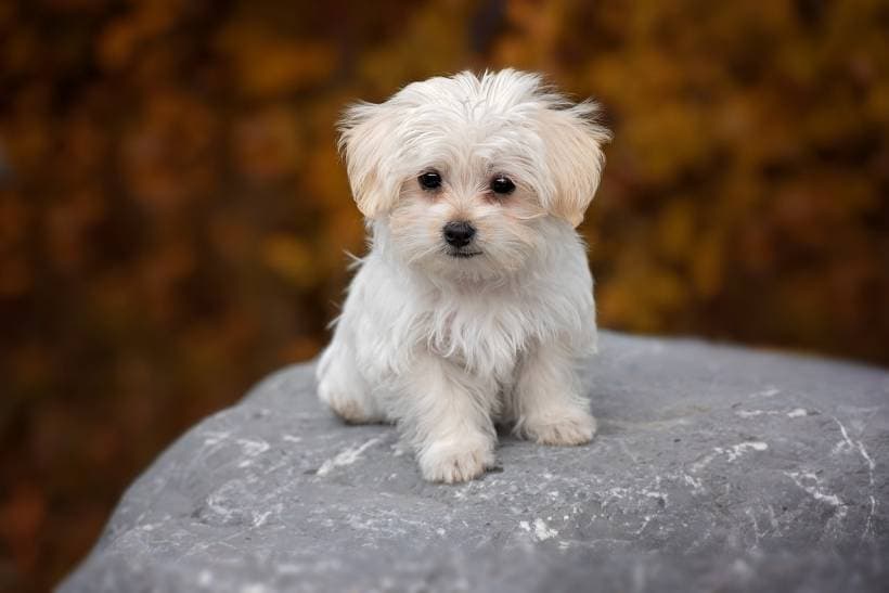 Maltese: dog - toy