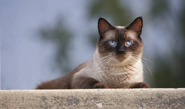 Siamese cats: a brief description of the breed