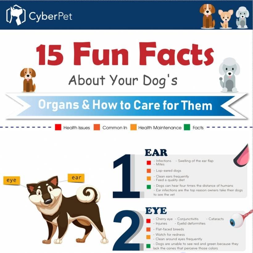 How To Care For Your Dog’s Organs