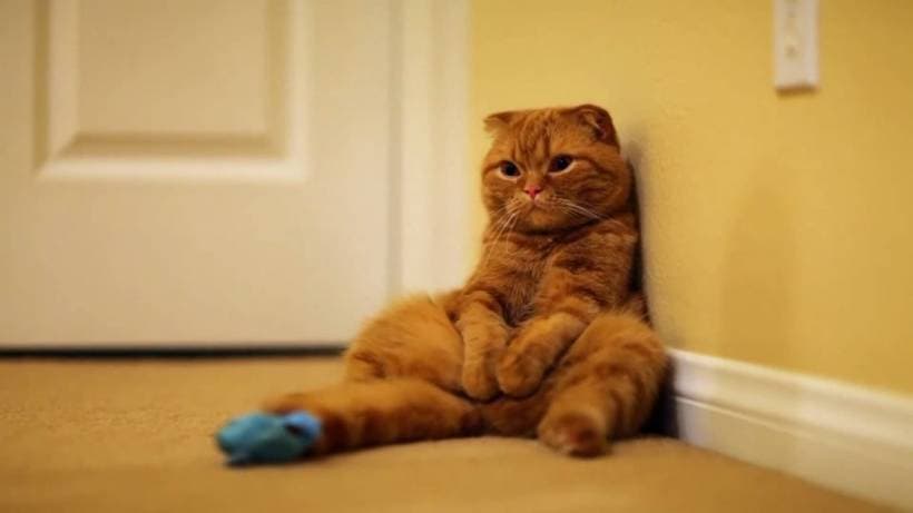 Scottish Fold cat: funny individuals