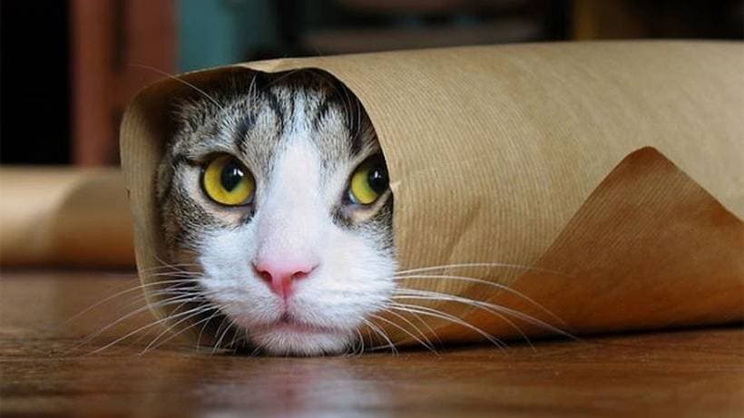 Amazing cats
