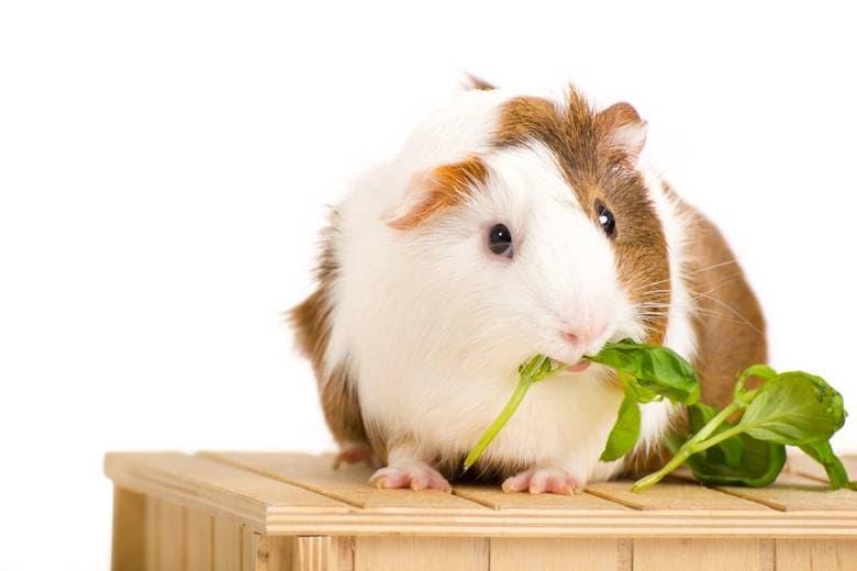 Guinea Pig Care: Safe Housing, Hay and Vitamin C