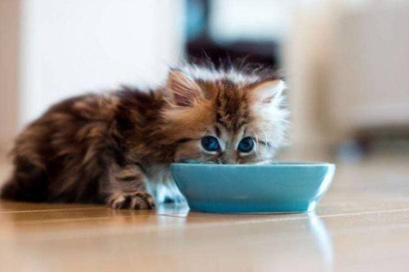 Buying a kitten