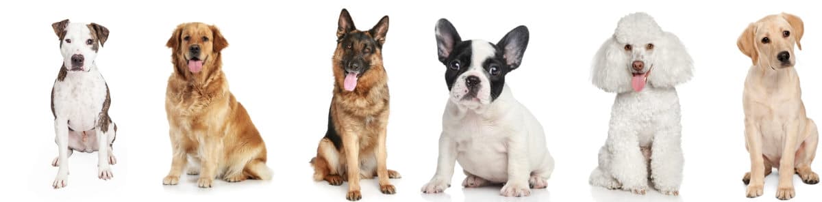 Most Popular Dog Breeds in California
