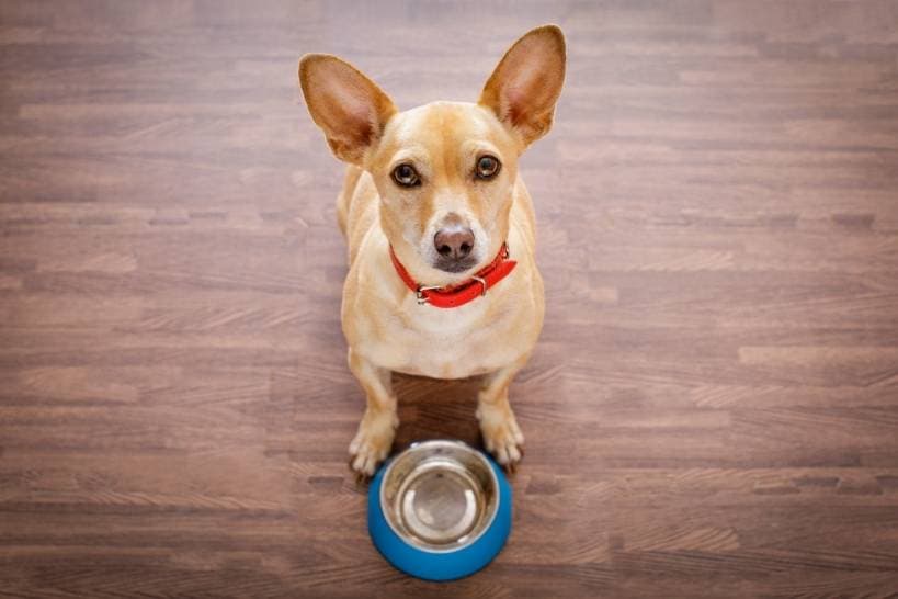9 fatal errors pet owners