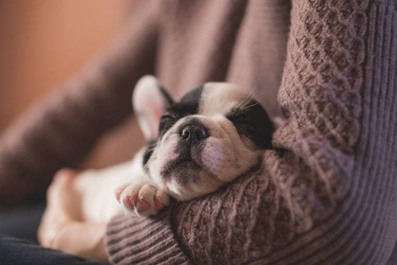 How to take care of a dog?