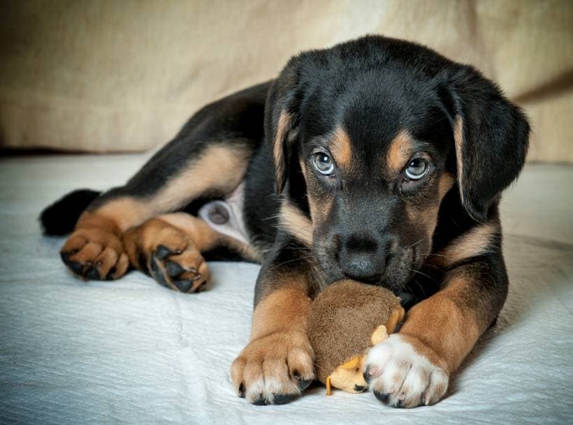 Proper care of a puppy
