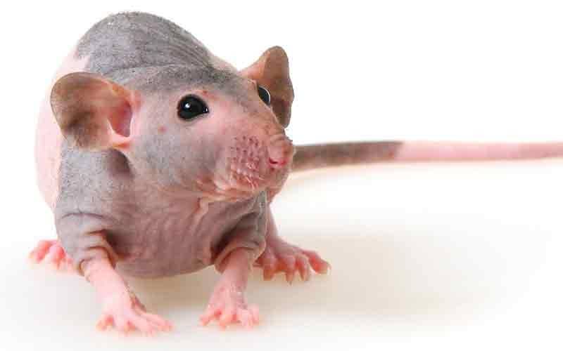 Sphynx rat
