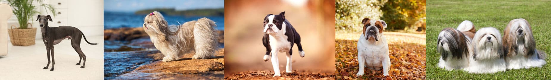 Dog Breeders: Choosing the Best Puppies for an Apartment
