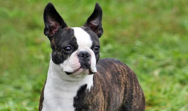 Bostonterer. History. Chronology of the breed
