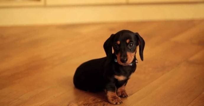 How to take care of a dachshund puppy