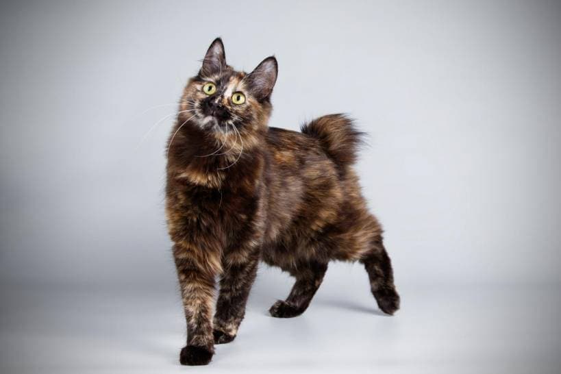 Japanese Bobtail Cat