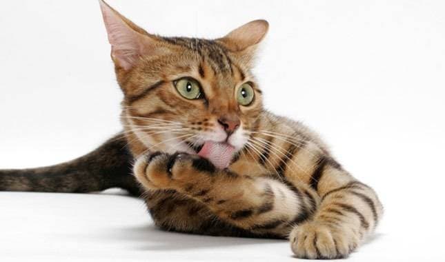 A Complete Guide to the Bengal Cat Breed