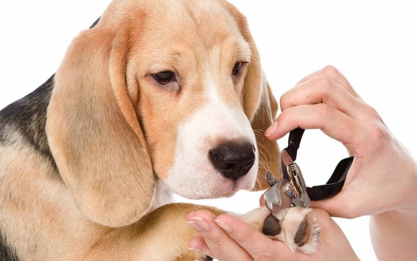 Dog's trimming