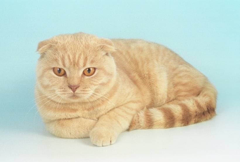 Scottish cat: the nature, feeding, care peculiarities