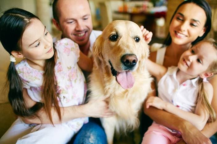 Everything You Need to Know Before Choosing a Pet
