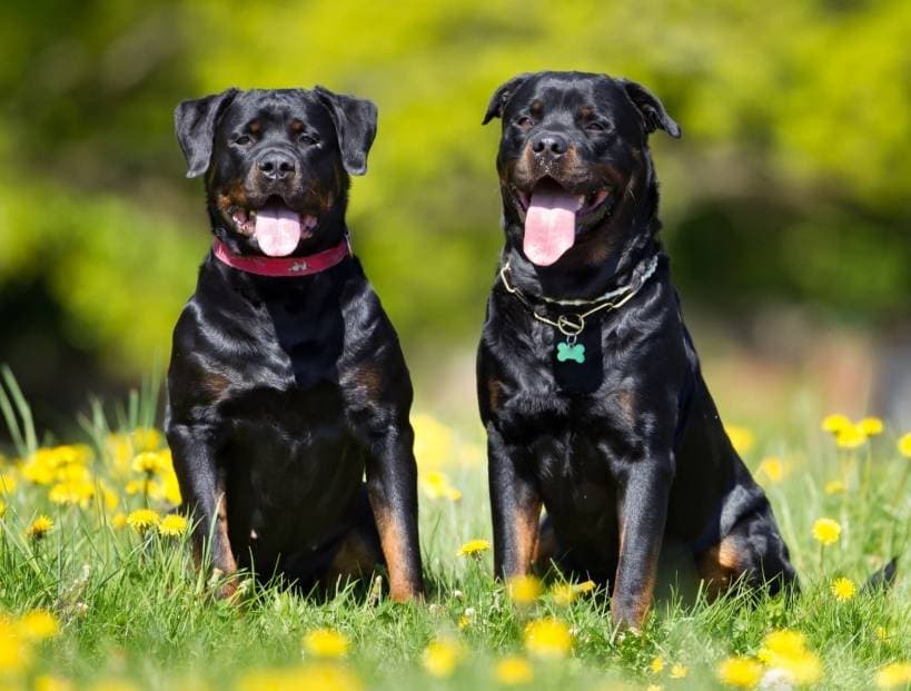 Is It Worth Getting a Dog?