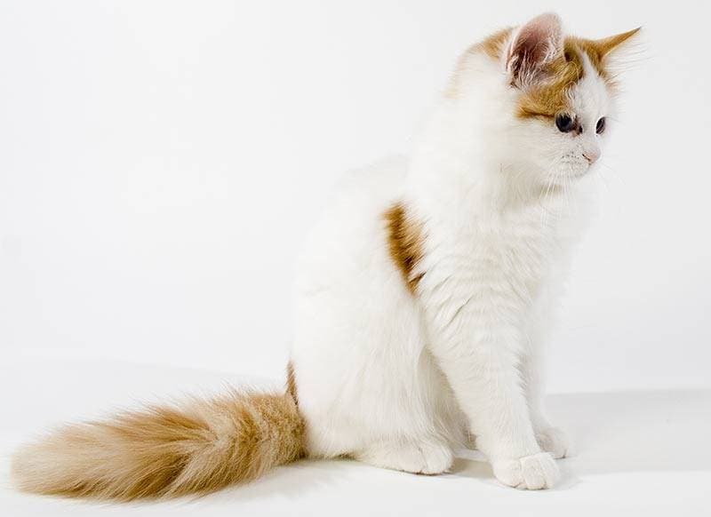 Turkish Van Cats: Personality, Coat and Care