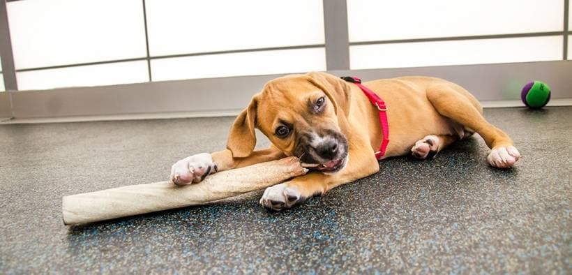 What a way to opt for dog training?