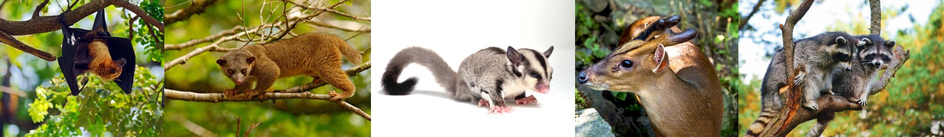 Top 10 Legal Exotic Animals in Florida